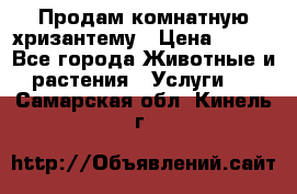 Продам комнатную хризантему › Цена ­ 250 - Все города Животные и растения » Услуги   . Самарская обл.,Кинель г.